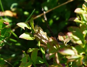 eastern lubber grassphopper thumbnail
