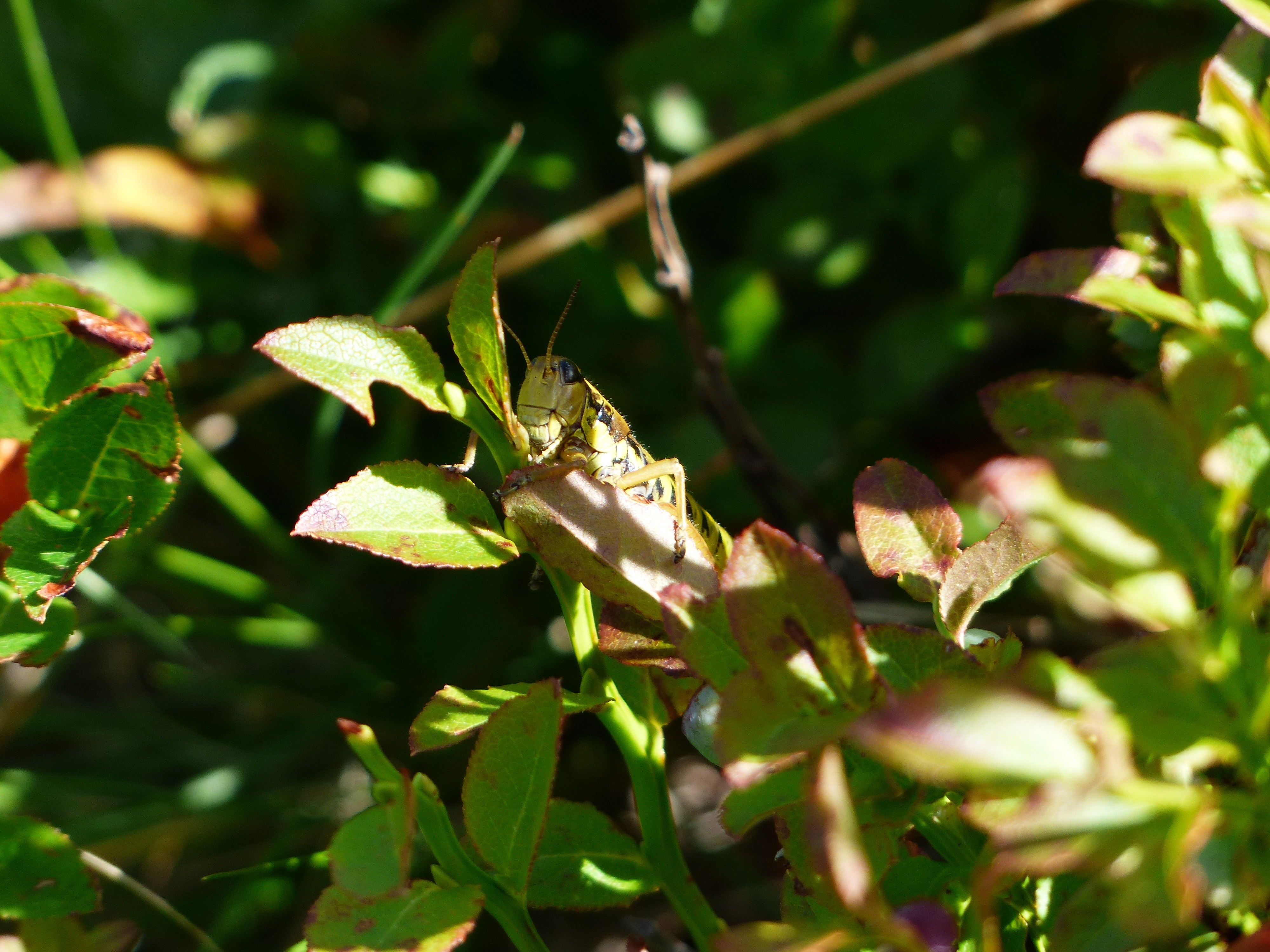 eastern lubber grassphopper