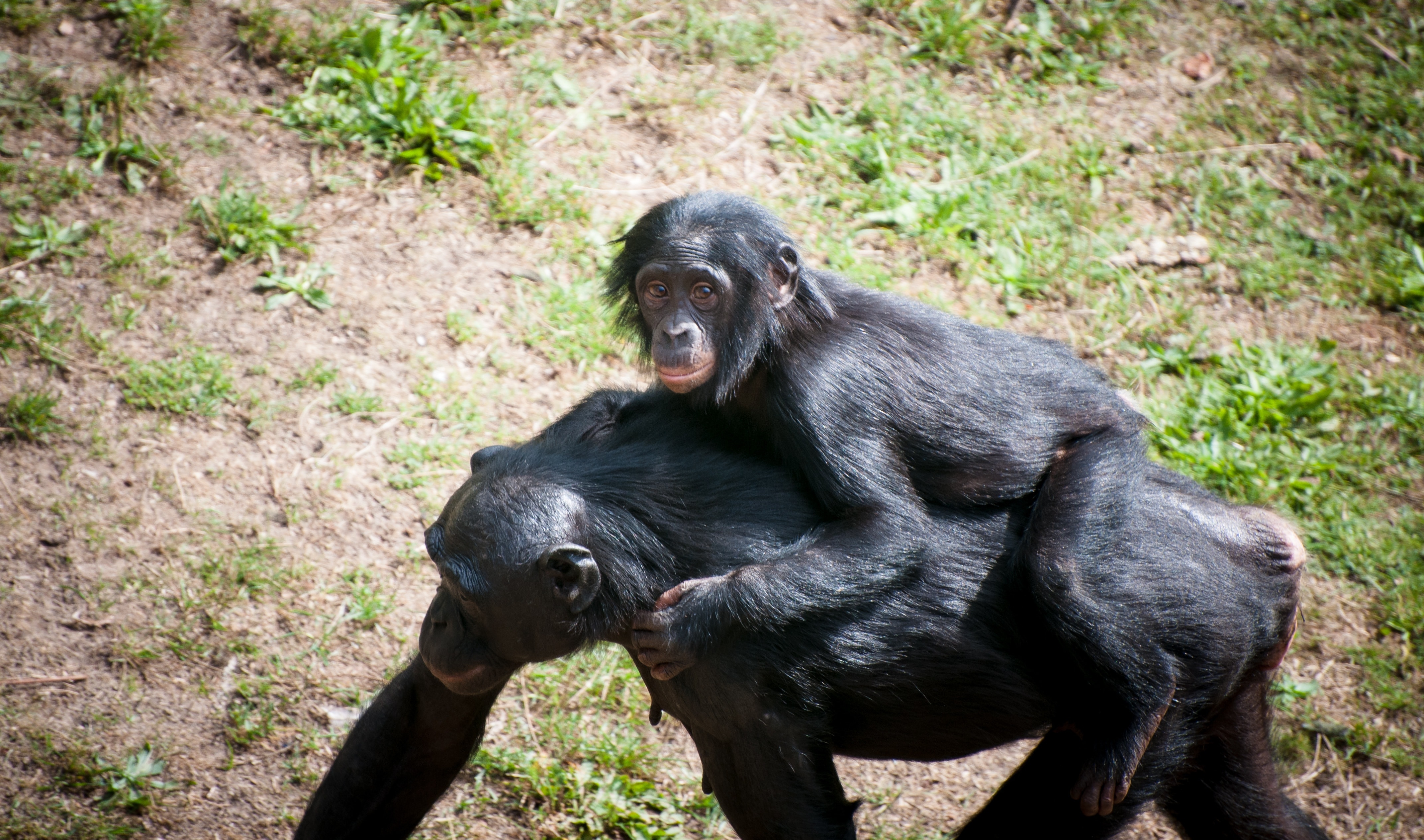 Карликовый шимпанзе 6. Бонобо обезьяна. Шимпанзе бонобо. Бонобо человекообразные обезьяны. Шимпанзе горилла орангутан.