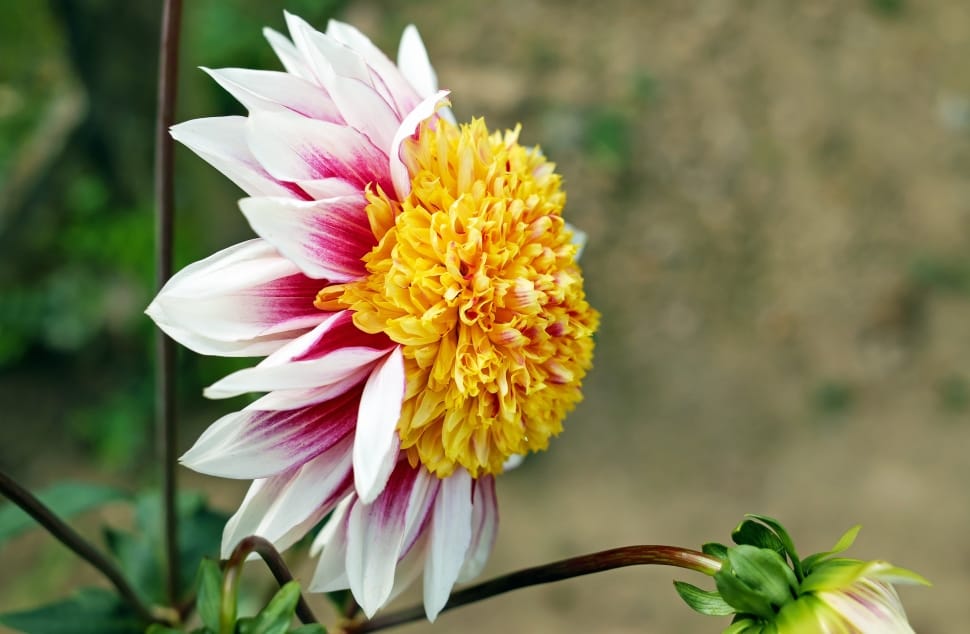yellow white and pink clustered petal flower preview