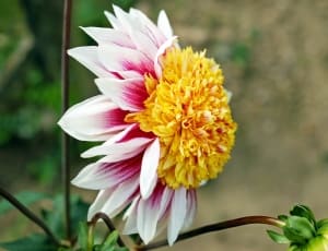 yellow white and pink clustered petal flower thumbnail