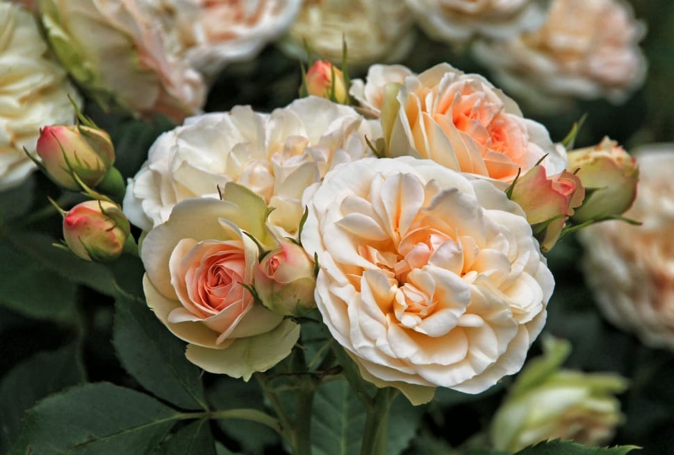 peach roses blooming at daytime in close-up photography preview