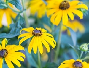 yellow multi petaled flowers closeup photography during daytime thumbnail