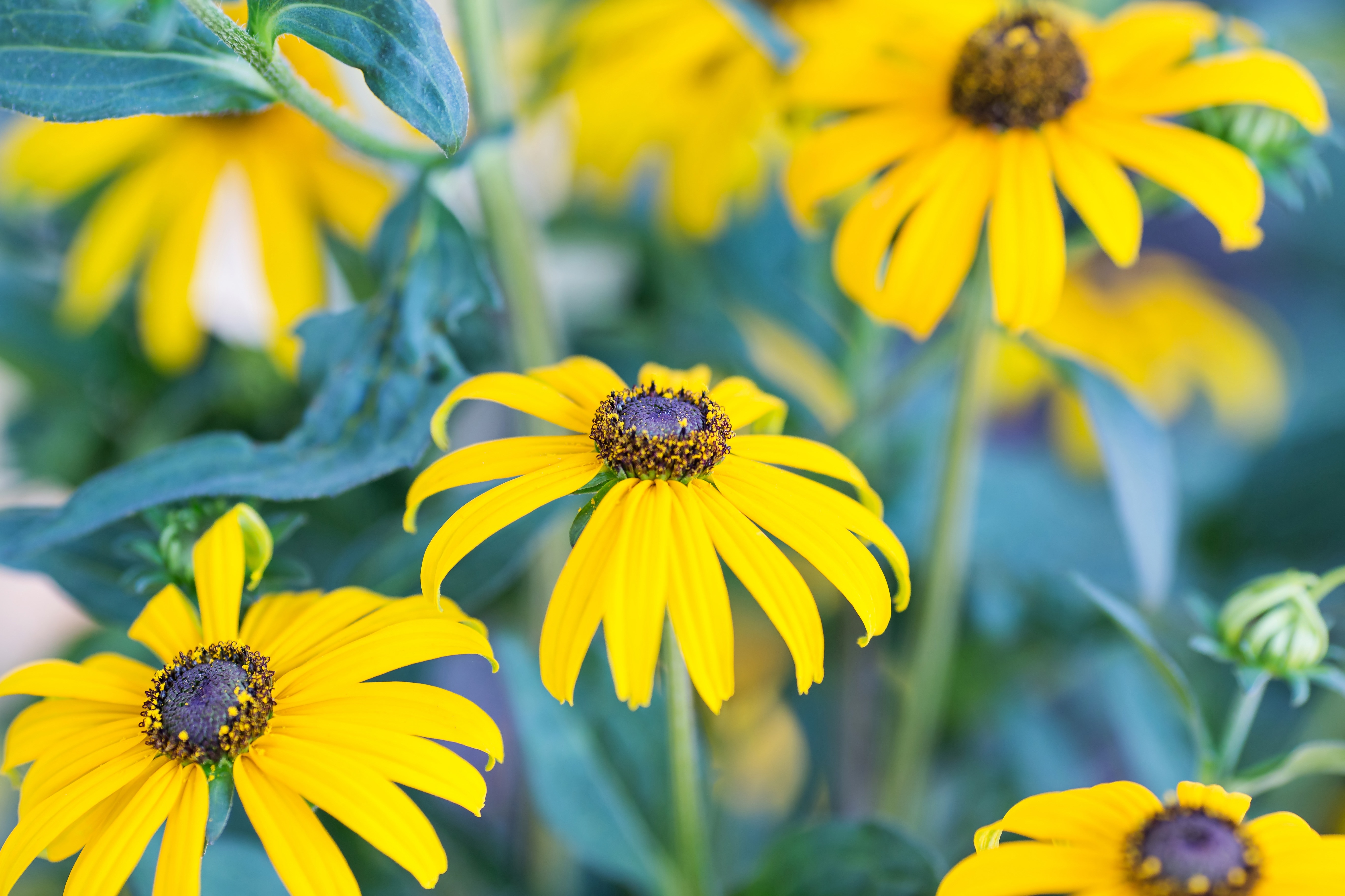 yellow multi petaled flowers closeup photography during daytime