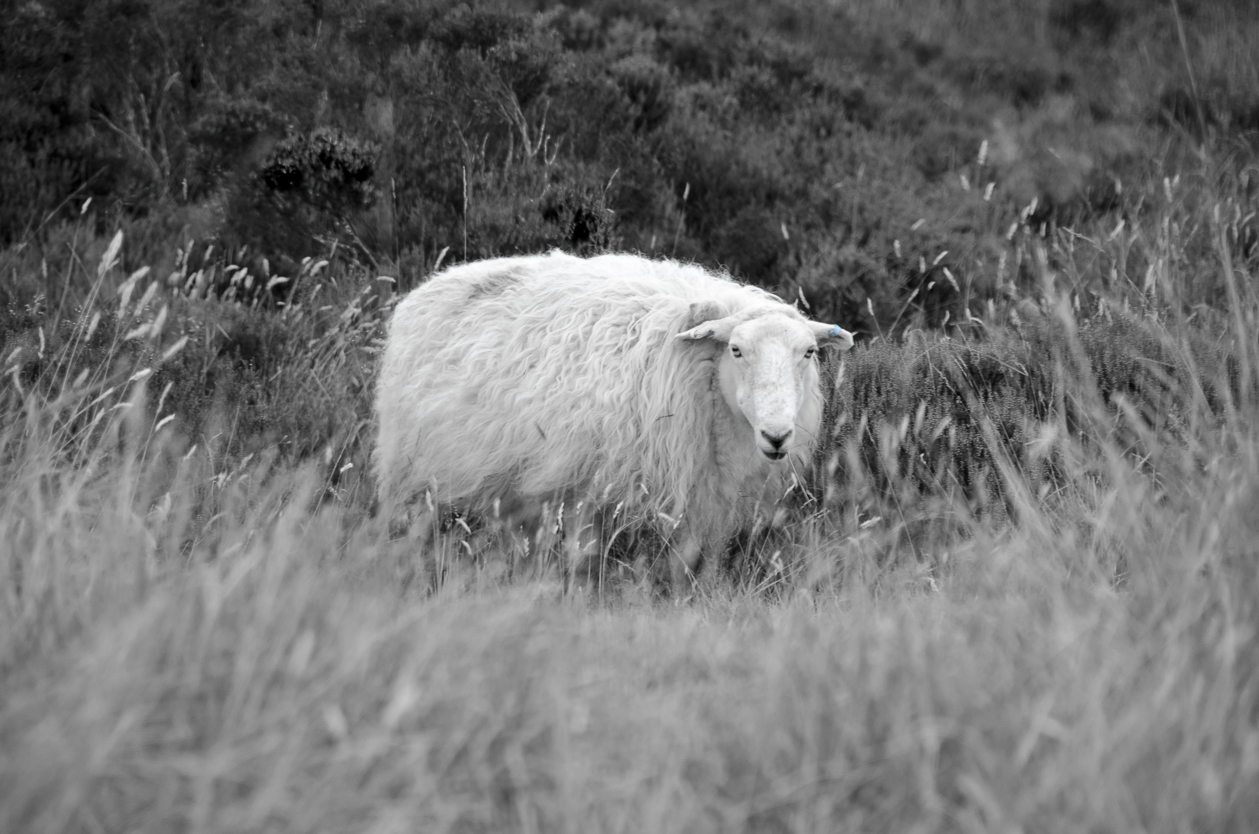 white sheep