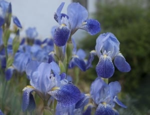 blue flowers thumbnail