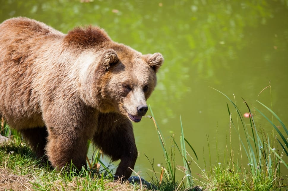brown grizzly bear walking near body of water during daytime preview
