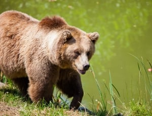 brown grizzly bear walking near body of water during daytime thumbnail