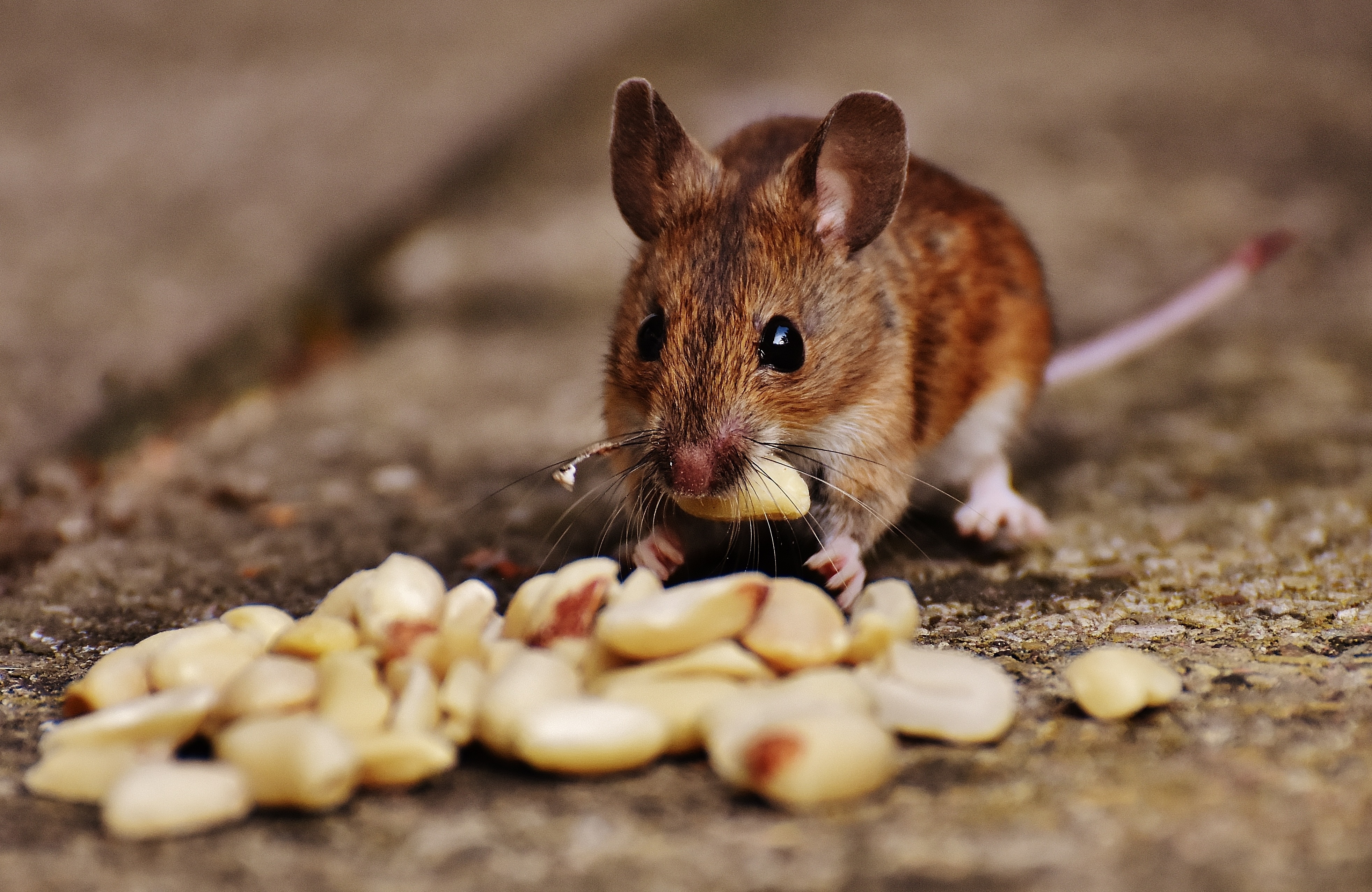 Мышь фото животного