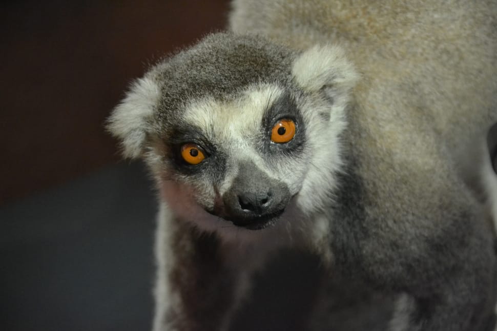ringtail lemur preview
