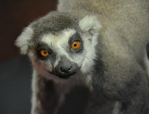 ringtail lemur thumbnail
