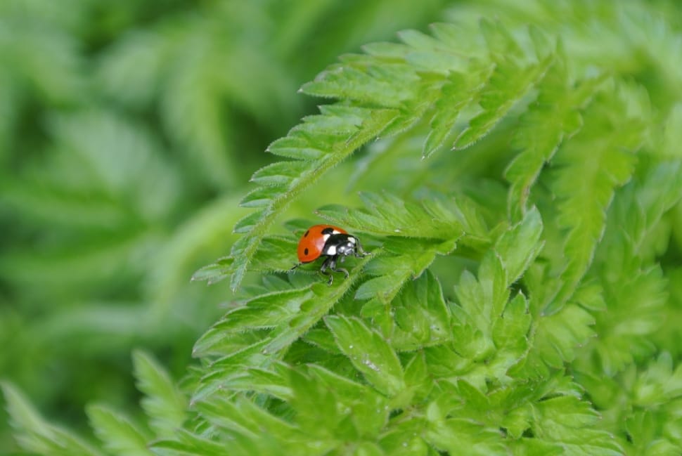 Ladybug, Insect, Nature, Luck, Plant, green color, leaf preview