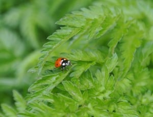 Ladybug, Insect, Nature, Luck, Plant, green color, leaf thumbnail