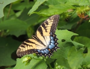 Easter Swallow Tail butterfly thumbnail