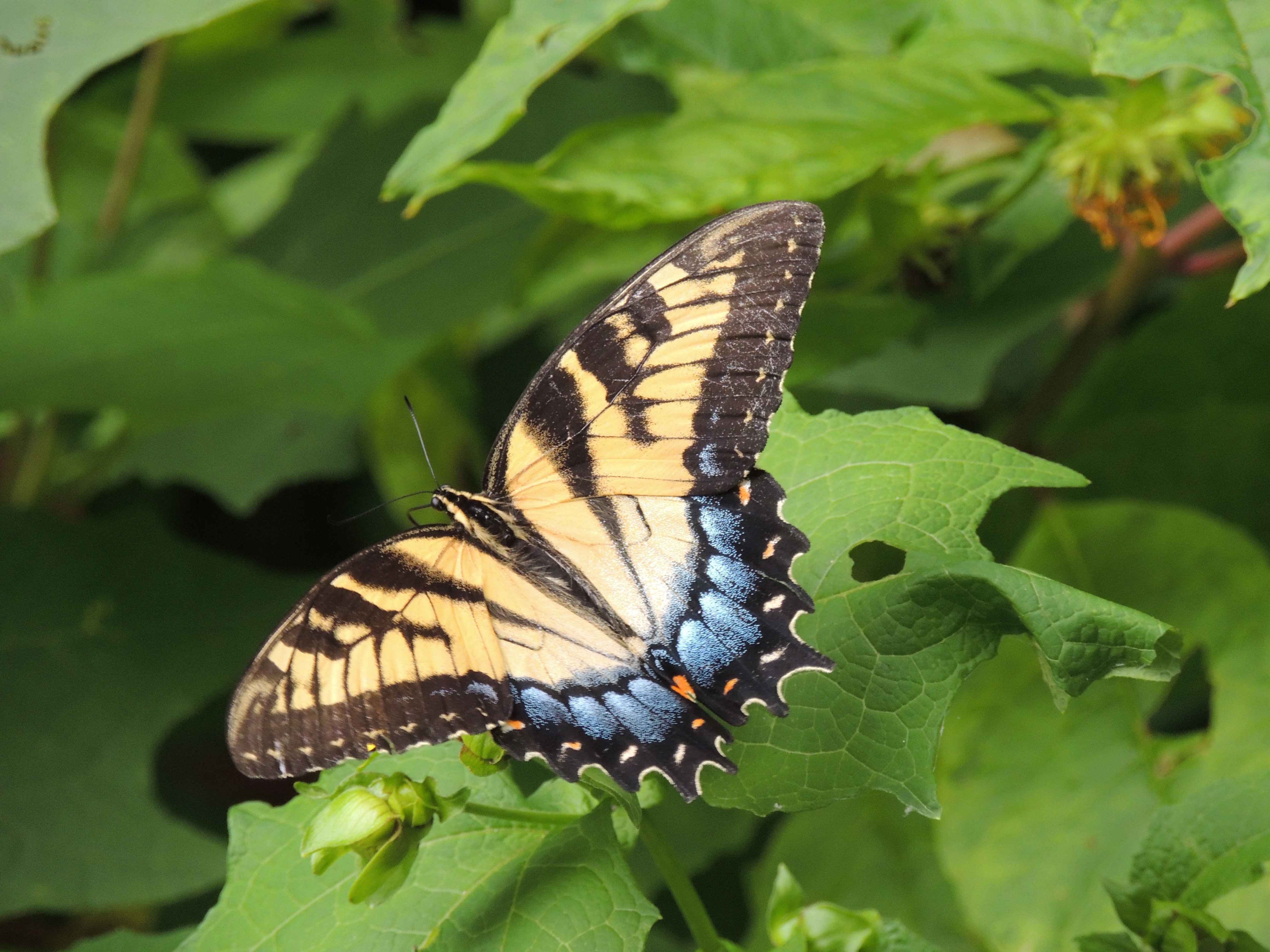 Easter Swallow Tail butterfly