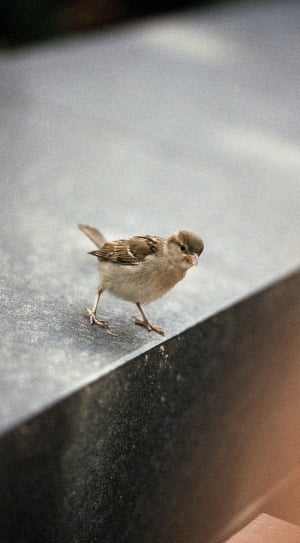 Brown, Sparrow, Nature, Bird, Little, one animal, no people thumbnail