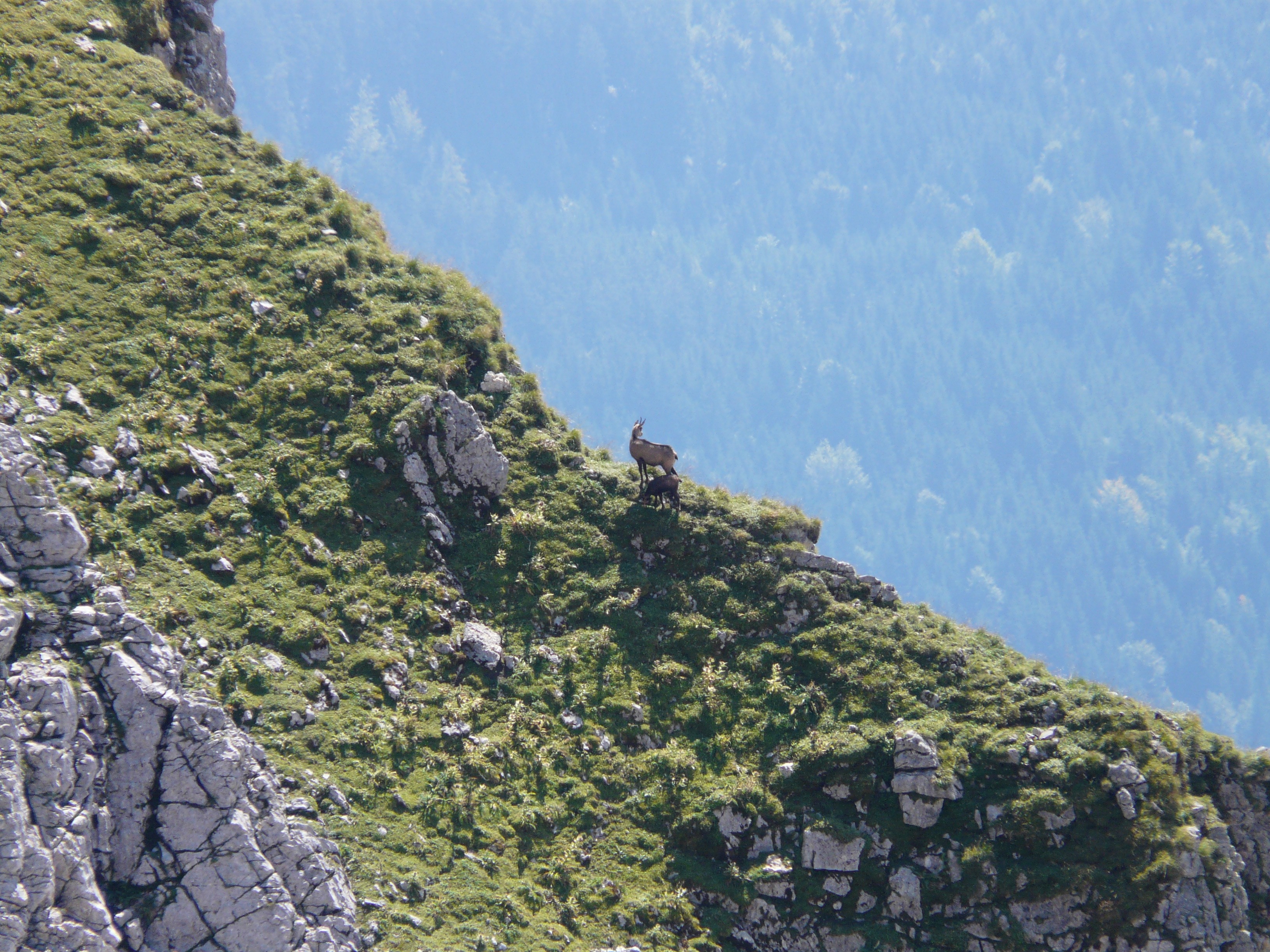 Chamois, Gams, Rupicapra Rupicapra, Goat, day, no people