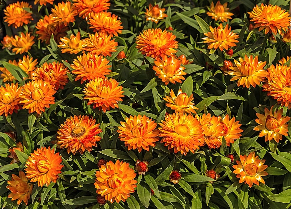 orange flower lot preview