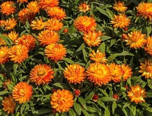 orange flower lot thumbnail