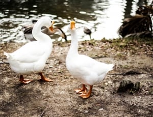 2 white ducks thumbnail