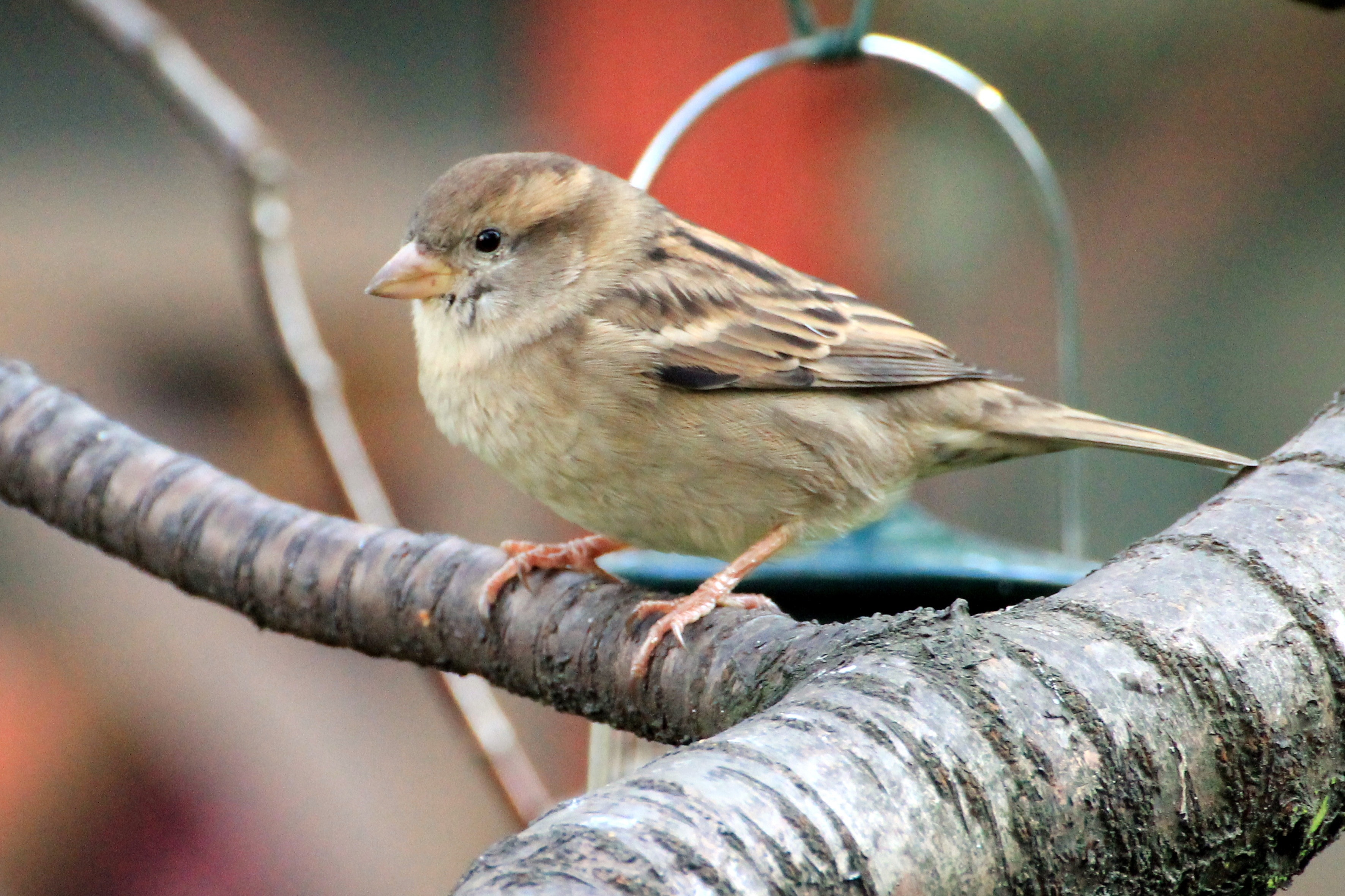house sparrow