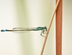 blue tailed dragonfly thumbnail