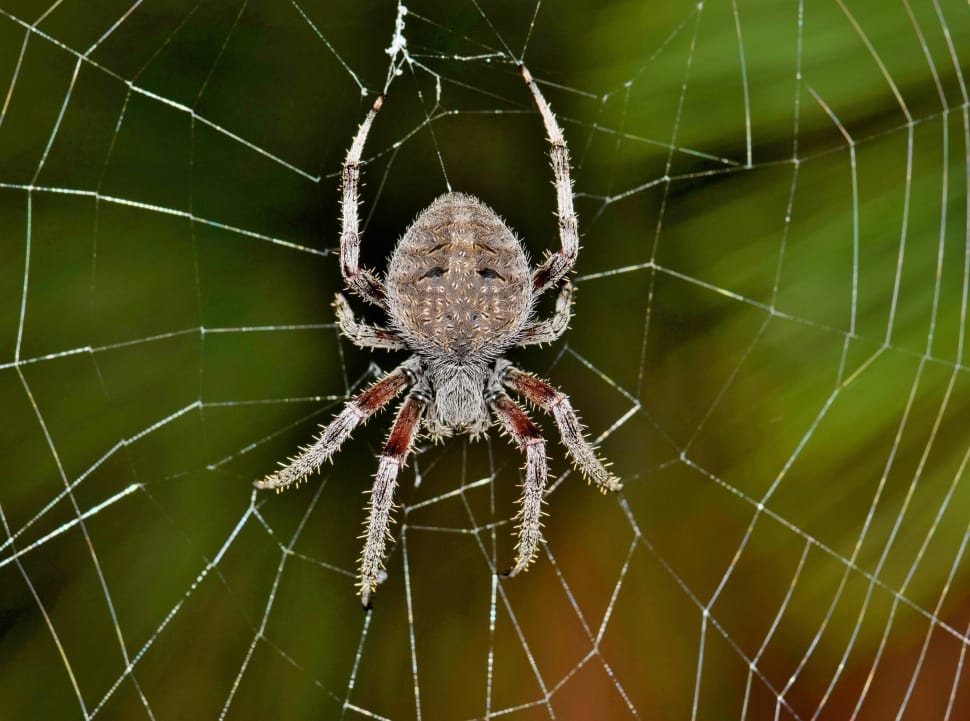 brown and gray spider preview