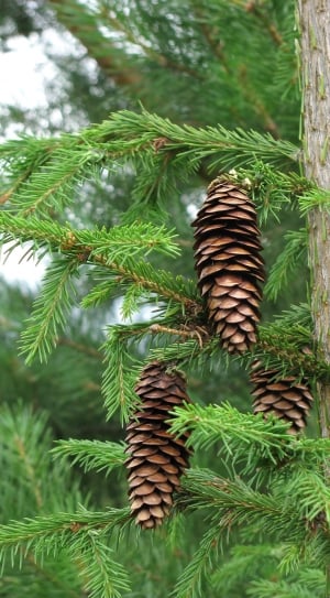 Spruce, Pine Cone, Needles, Summer, green color, growth thumbnail