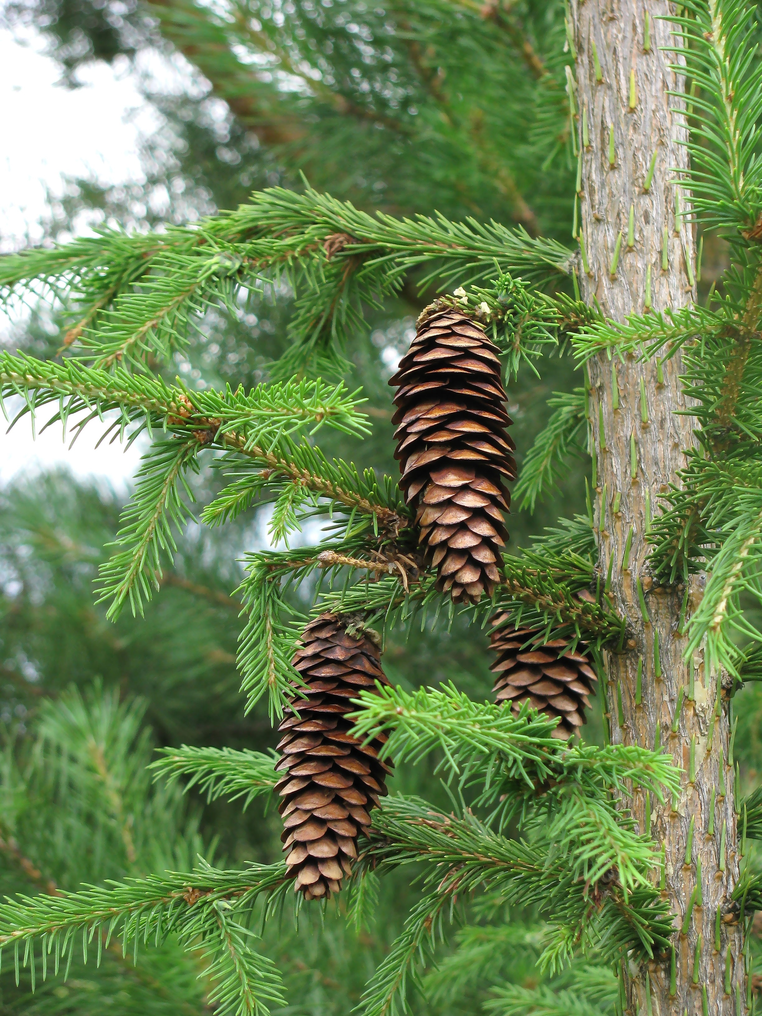 Spruce, Pine Cone, Needles, Summer, green color, growth