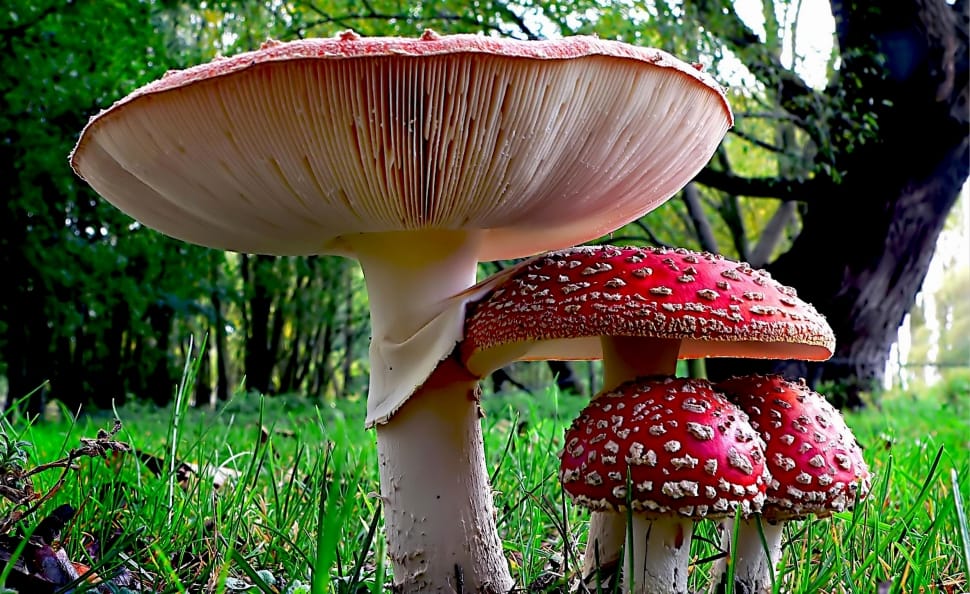 Fly Agaric preview