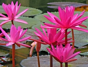 pink lily flower lot thumbnail