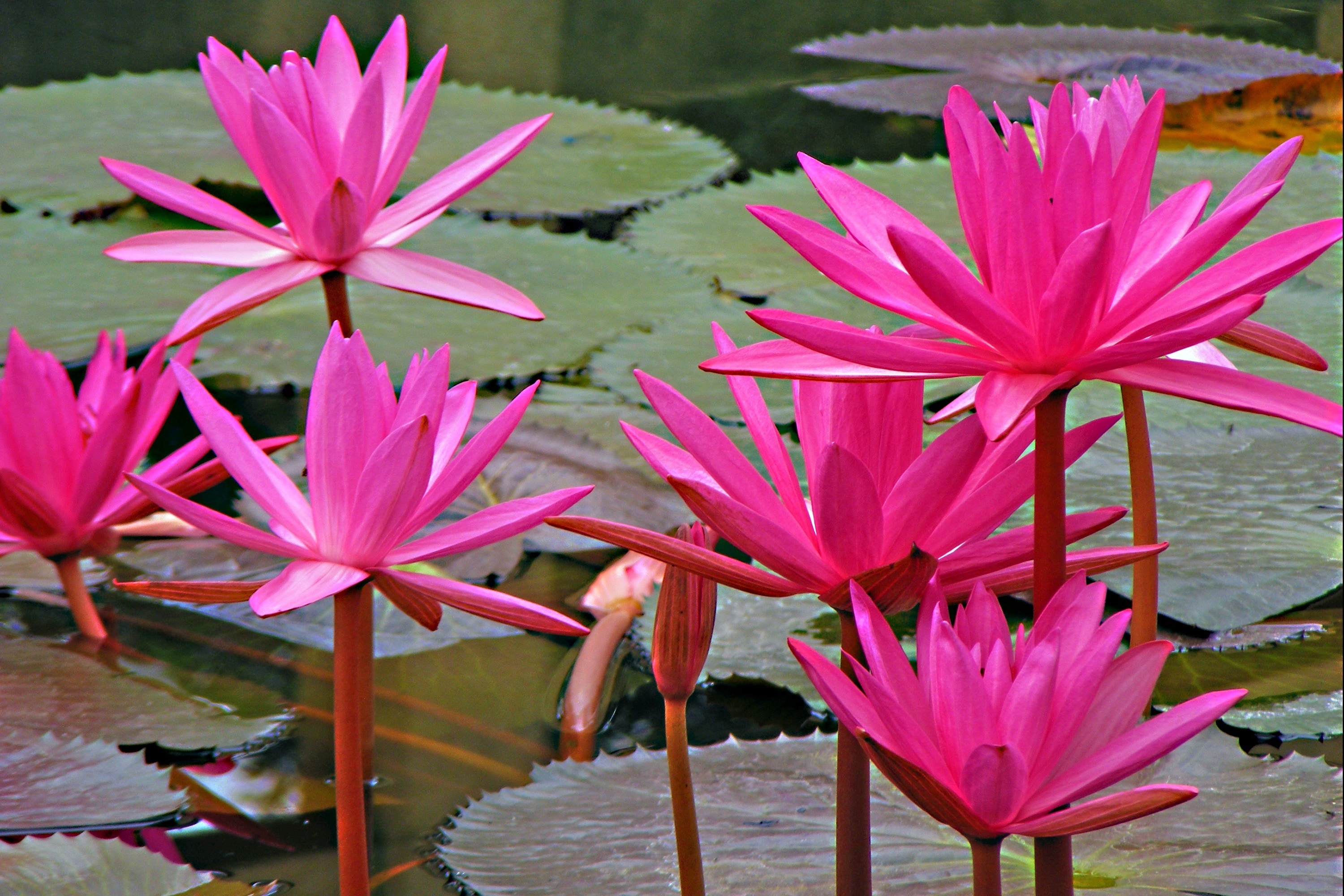 pink lily flower lot