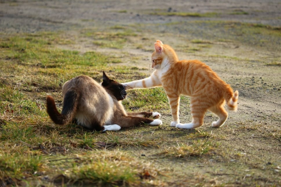 Cat, Fight, Play, Kitten, Siamese Cat, animals in the wild, animal wildlife preview