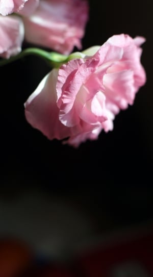 pink and white florwer thumbnail