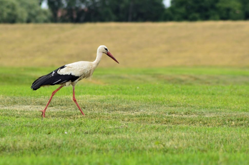 Foraging, Bird, Meadow, Nature, Stork, bird, one animal preview