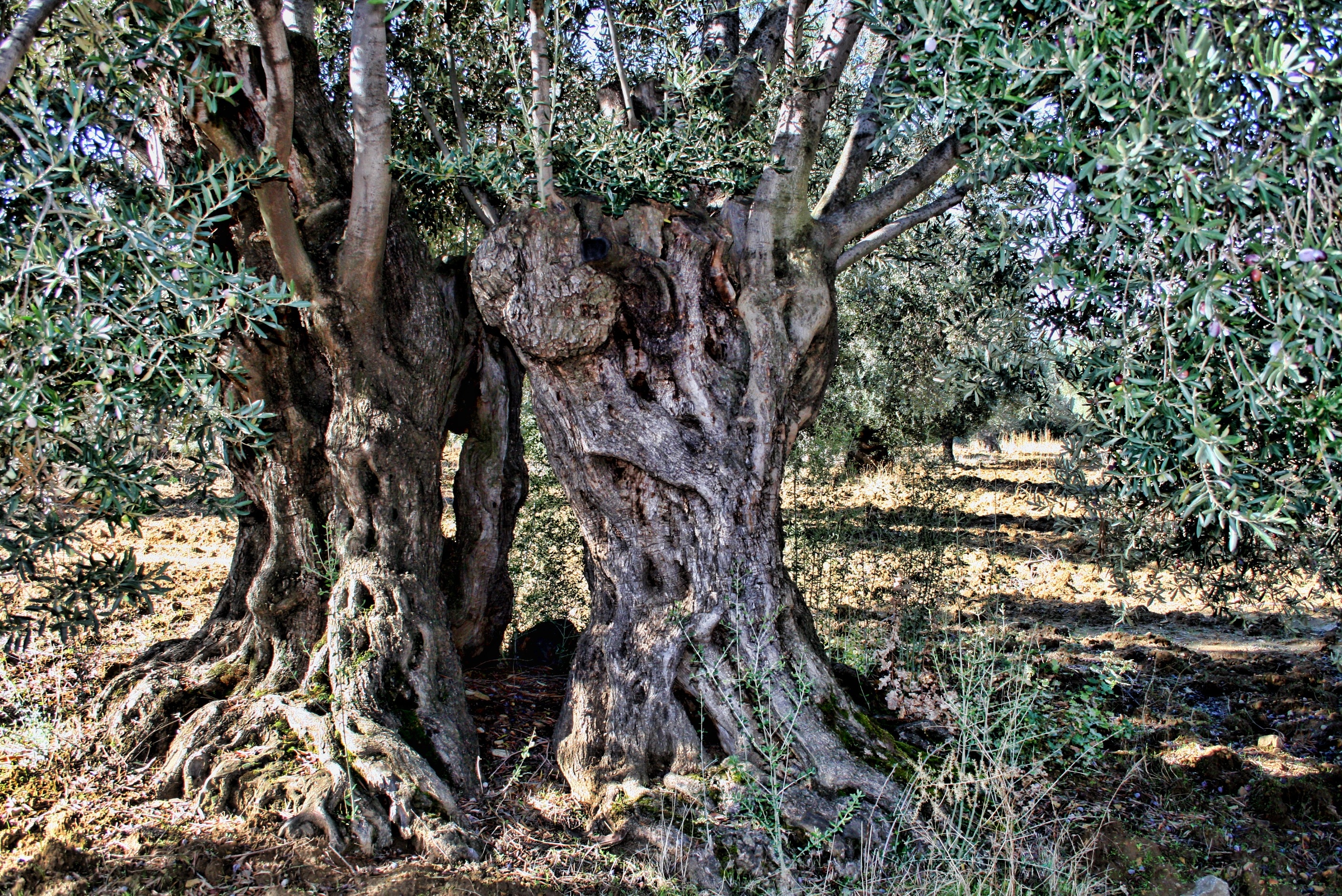 Олива европейская дерево старое
