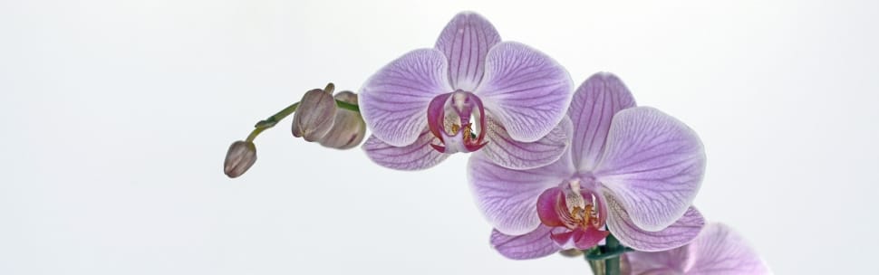 purple and white orchid preview