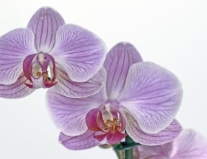 purple and white orchid thumbnail