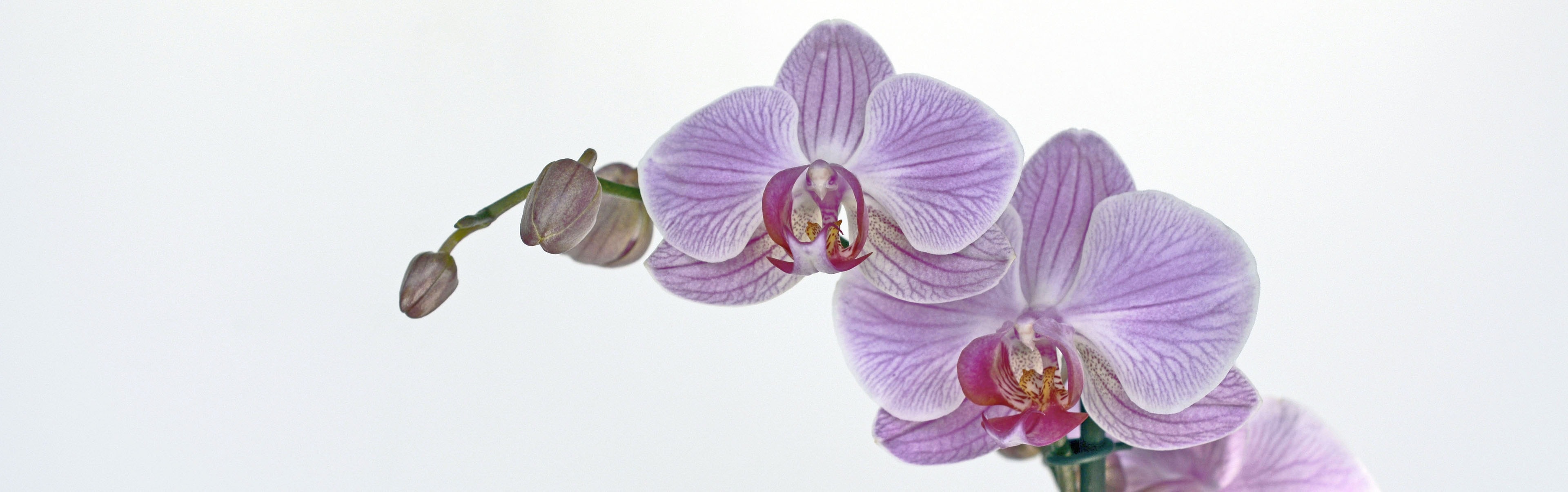 purple and white orchid