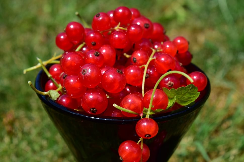 red berries preview