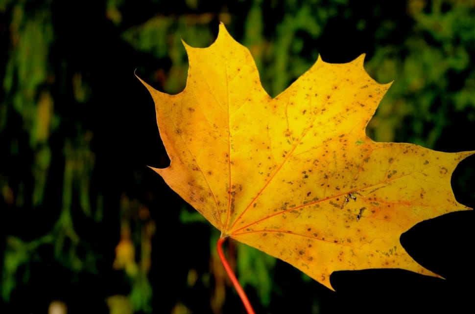 yellow maple leaf preview