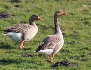 two brown-and-white gooses thumbnail
