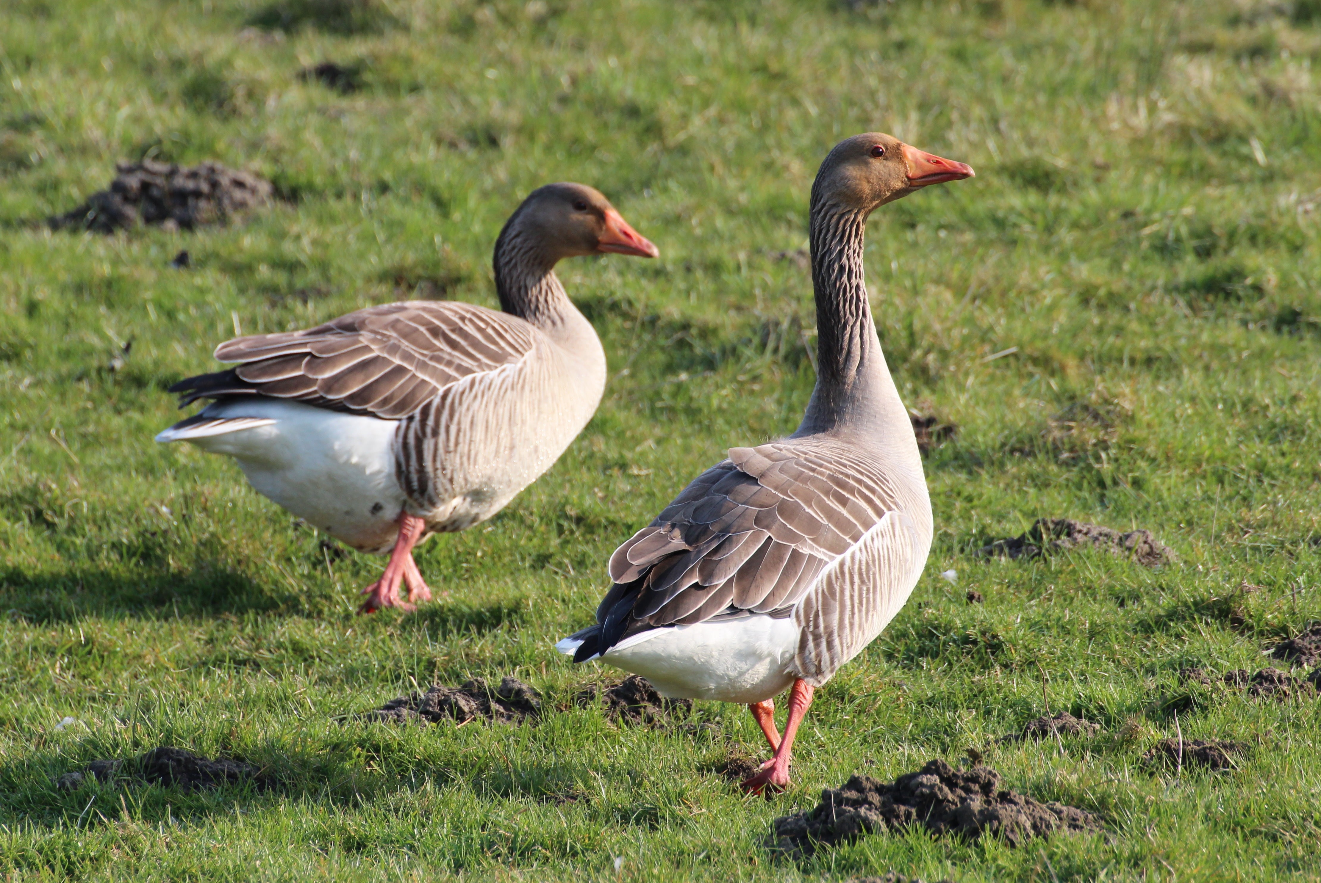 two brown-and-white gooses