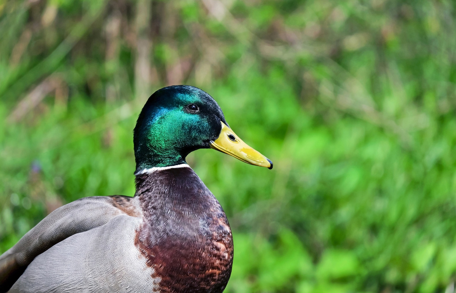 male mallard duck