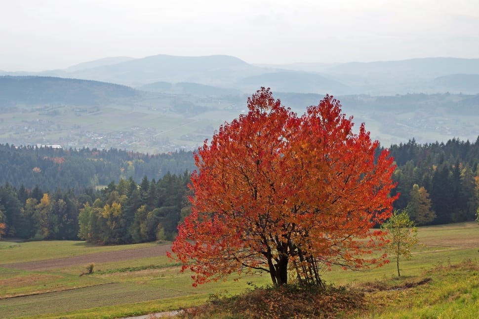 red leafed tree under white clouds during daytime preview