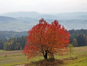 red leafed tree under white clouds during daytime thumbnail