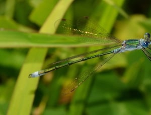 green and blue dragonfly thumbnail