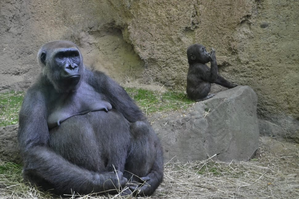 Black Female Gorilla And Baby Gorilla Free Image Peakpx