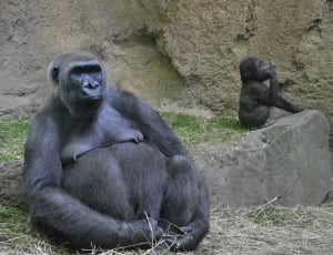 black female gorilla and baby gorilla thumbnail