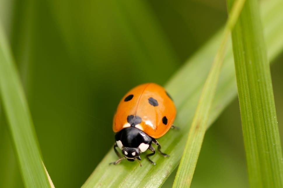 orange ladybug preview